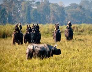 27609-KAZIRANGA01.jpg