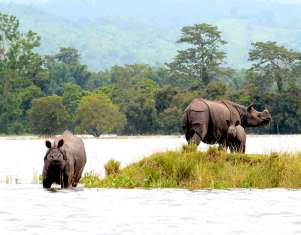 55147-KAZIRANGA.jpg